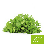 KOLENDRA ŚWIEŻA BIO (POLSKA) (około 50 g)