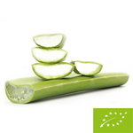 Frische Aloe vera bio (ca. 0,50 kg)