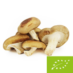 Shiitake-Pilze frisch bio (Polen) (ca. 0,20 kg)