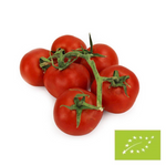 Frische BIO-Zweig-Tomaten - ca. 5 kg