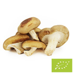 Opakowanie zbiorcze (kg) - grzyby shiitake świeże BIO (Polska) (około 2 kg)