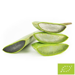 Frische Aloe vera bio (ca. 0,50 kg)