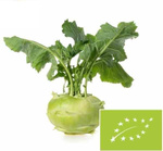 Frischer Kohlrabi bio (polnisch) (ca. 0,20 kg)